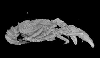 Media type: image; Invertebrate Zoology 153106